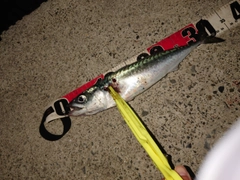 サバの釣果