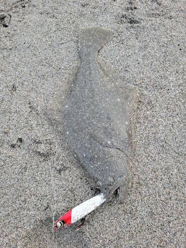 ソゲの釣果