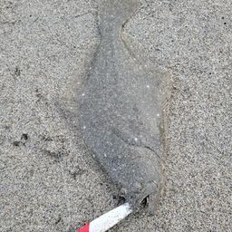 ソゲ
