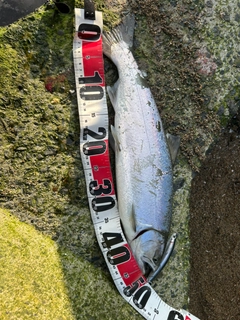 ウミサクラの釣果