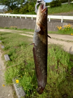 ナマズの釣果