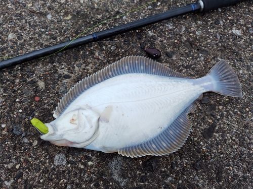 カレイの釣果