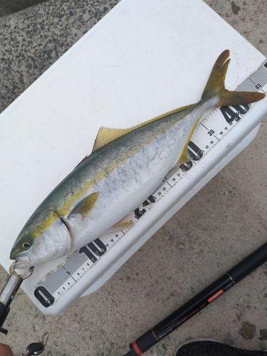 ハマチの釣果