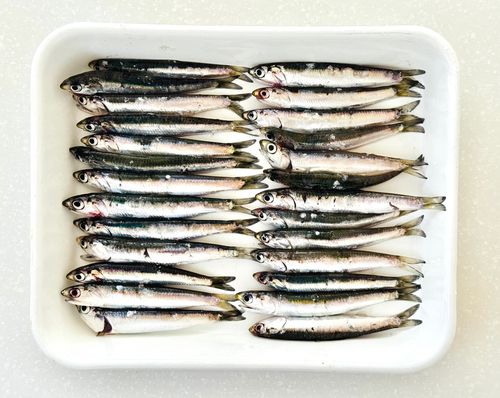 カタクチイワシの釣果