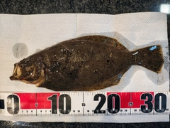 ヒラメの釣果