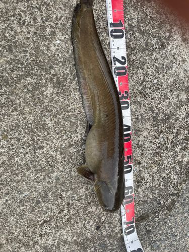 ナマズの釣果