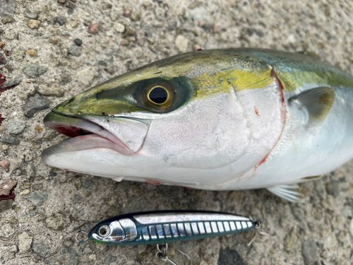 ハマチの釣果