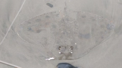エイの釣果