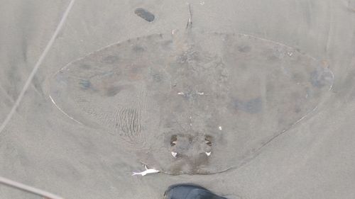 エイの釣果
