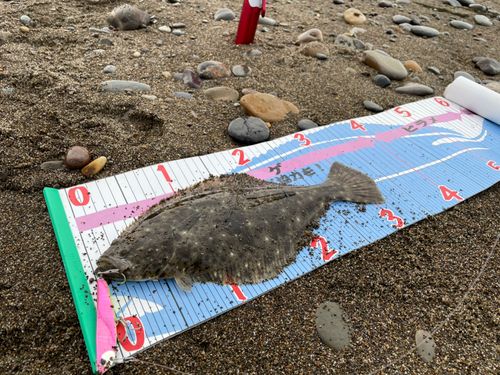 ヒラメの釣果