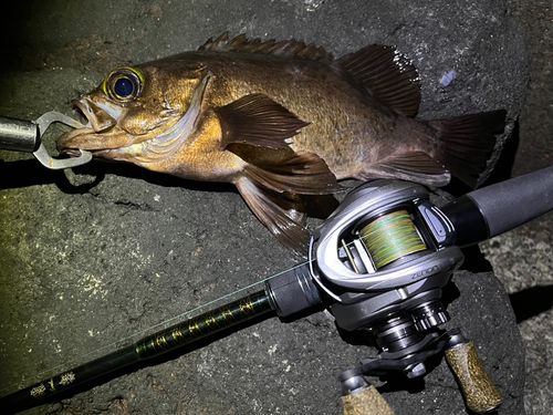 メバルの釣果