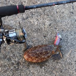 モンゴウイカ