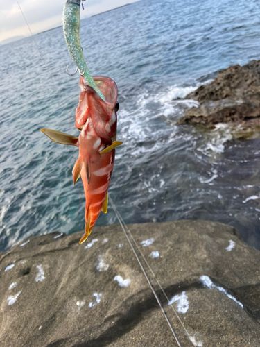 アカハタ
