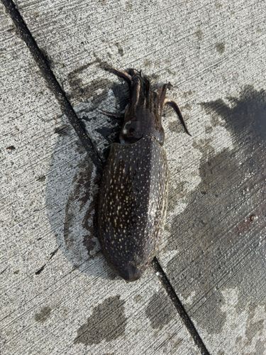 シリヤケイカの釣果