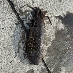 シリヤケイカ
