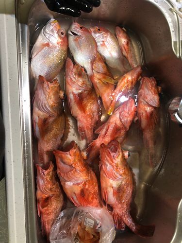 ウッカリカサゴの釣果