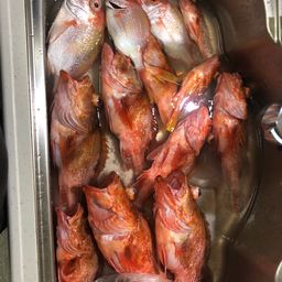 ウッカリカサゴ