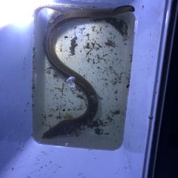 ウナギ