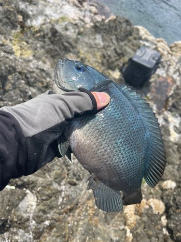 クチブトグレの釣果