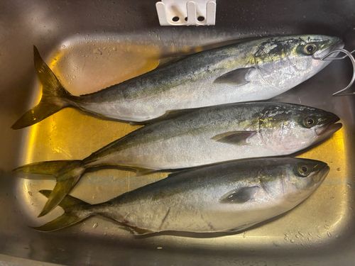 ガンドの釣果