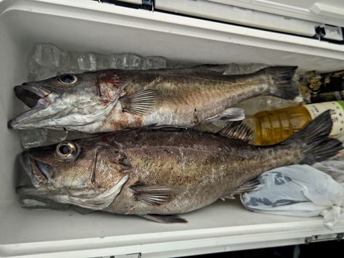 アラの釣果