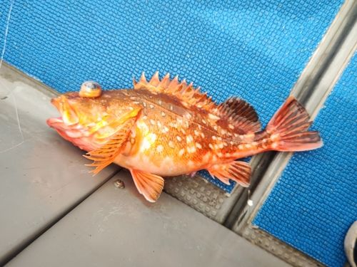 ウッカリカサゴの釣果