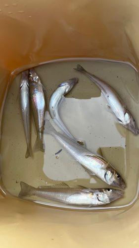 キスの釣果