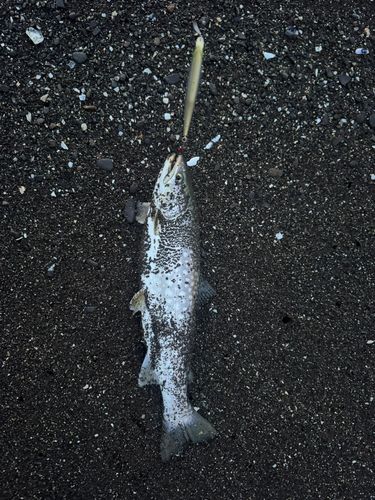 アメマスの釣果