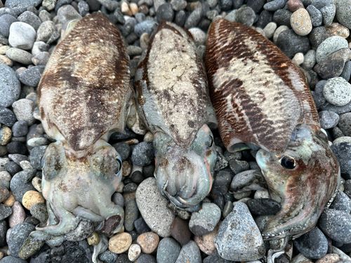 コウイカの釣果