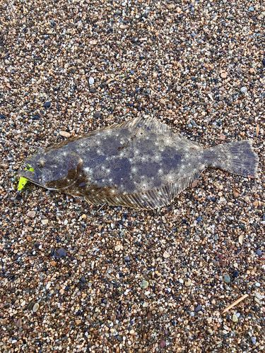 ヒラメの釣果