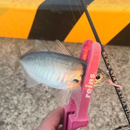 マアジ