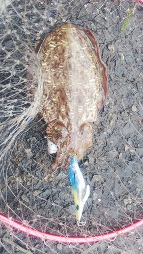 モンゴウイカの釣果