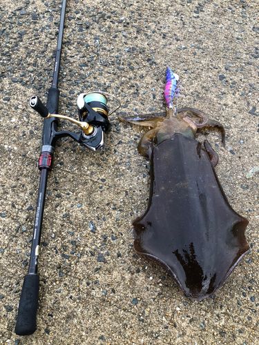 アオリイカの釣果