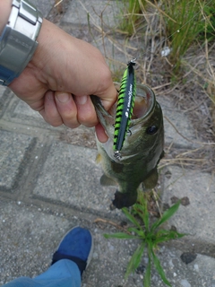 ラージマウスバスの釣果