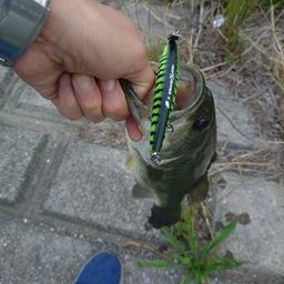 ラージマウスバス