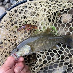 スモールマウスバス