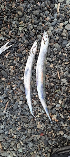 タチウオの釣果