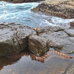 ウツボ
