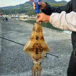 アオリイカ