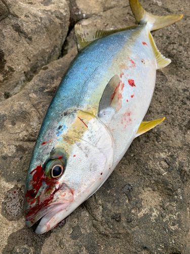 ヒラマサの釣果