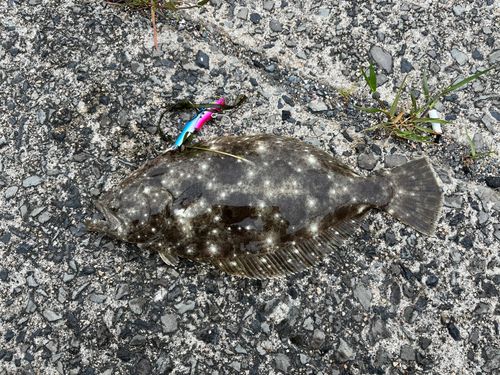 ヒラメの釣果