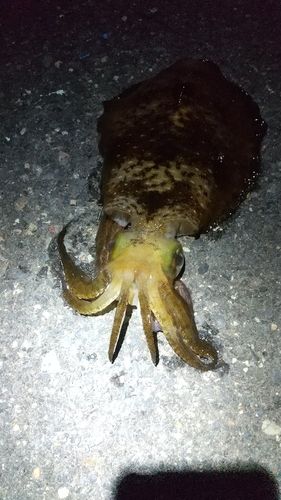 ヤリイカの釣果