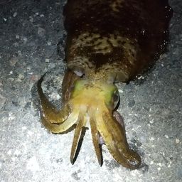 ヤリイカ
