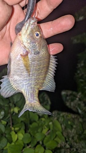 ブルーギルの釣果