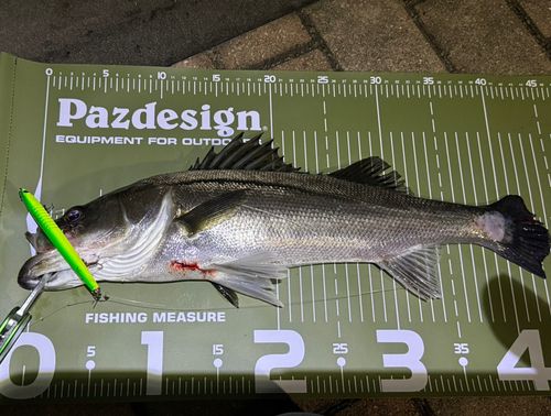 シーバスの釣果