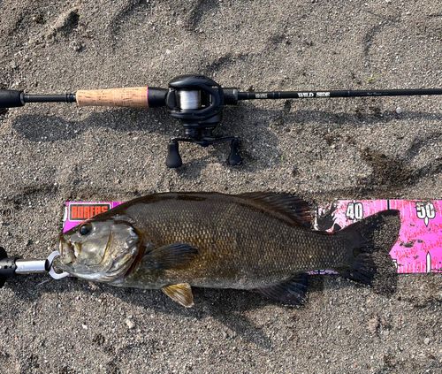 スモールマウスバスの釣果