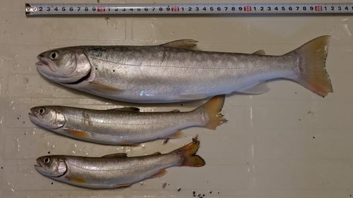 アメマスの釣果