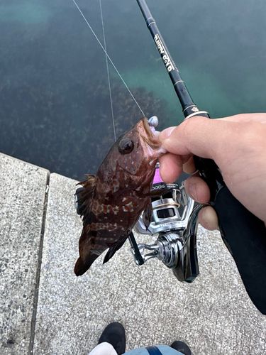 キジハタの釣果