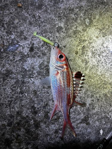 トガリエビスの釣果