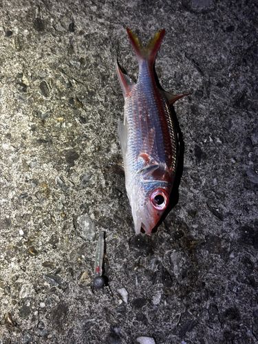 トガリエビスの釣果